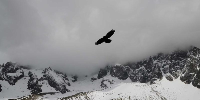 低龄留学规划全解析：蒙特佳丽教育指导家长如何科学选择国家、学校及陪读方案